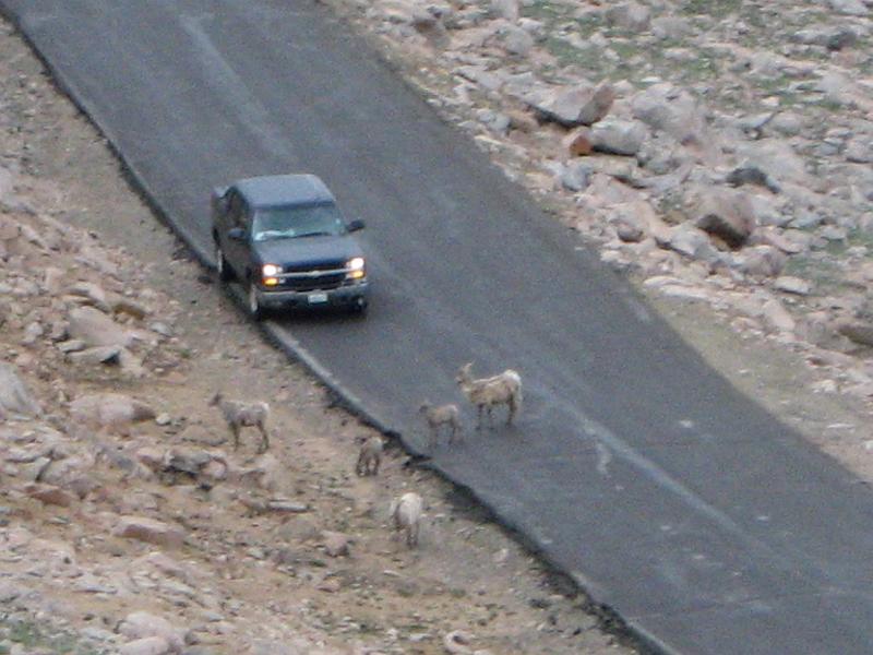 Mt Evans 053.JPG